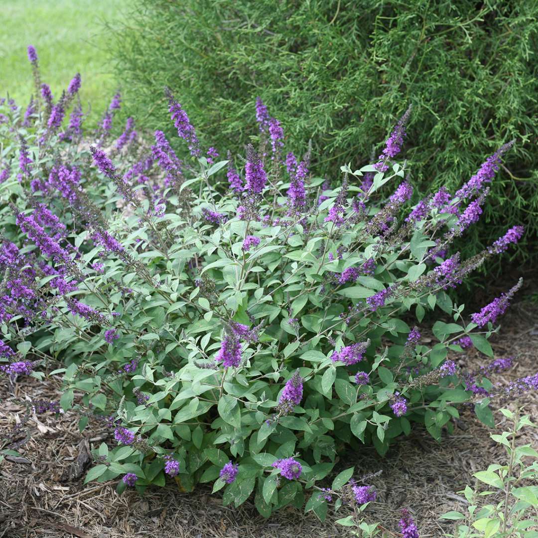 Lo & Behold Blue Chip Jr Buddleia with stunning purple-blue blooms planted in front of an evergreen